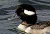 bufflehead