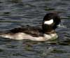 bufflehead