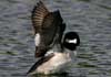 bufflehead