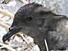 bulwer's petrel