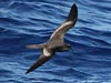 bulwer's petrel