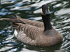 cackling goose
