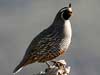 california quail