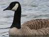 canada goose