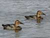 canvasback