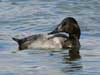 canvasback