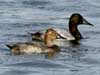 canvasback