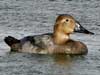 canvasback