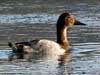 canvasback