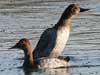 canvasback