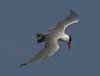 caspian tern