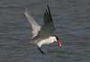 caspian tern
