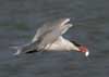 caspian tern
