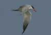 caspian tern