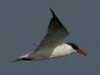 caspian tern