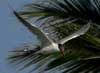 caspian tern