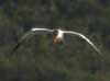 caspian tern