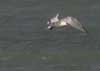 caspian tern