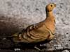 c. b. sandgrouse