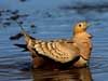 c. b. sandgrouse