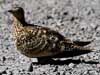 c. b. sandgrouse