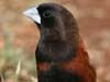 chestnut munia