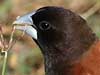 chestnut munia