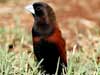 chestnut munia