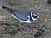 Common-ringed Plover