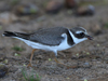 Common-ringed Plover