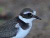 Common-ringed Plover