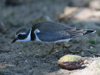 Common-ringed Plover