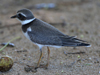 Common-ringed Plover