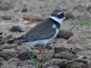 Common-ringed Plover
