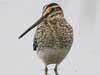 common snipe