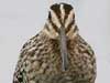 common snipe