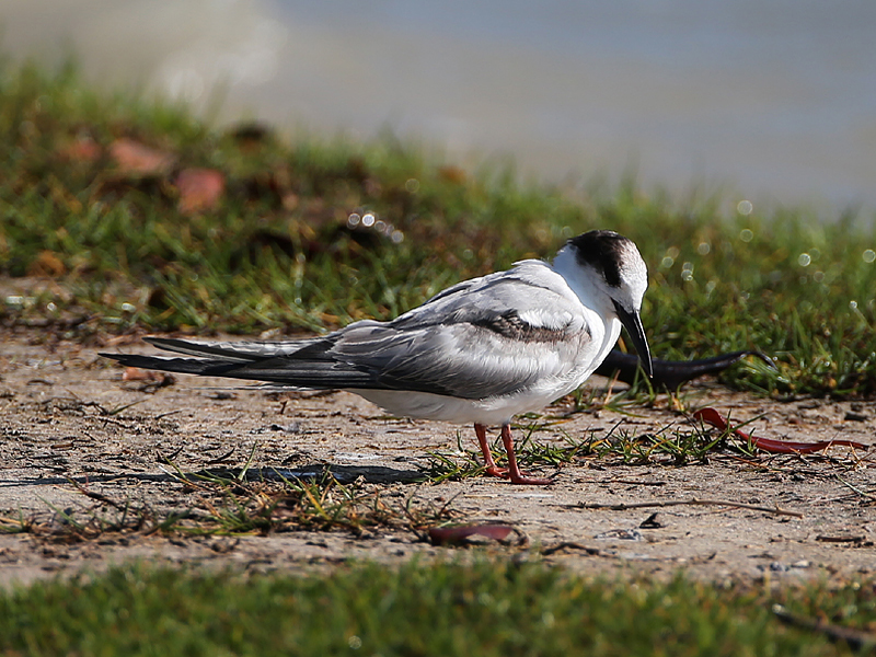 Common Tern