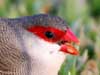common waxbill