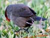 common waxbill