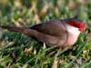 common waxbill