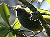 crested honeycreeper
