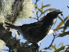 crested honeycreeper