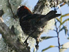 crested honeycreeper