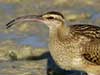 curlew