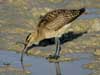 curlew