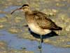 curlew
