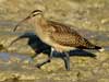 curlew