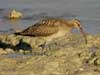 curlew