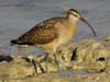 curlew