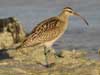 curlew
